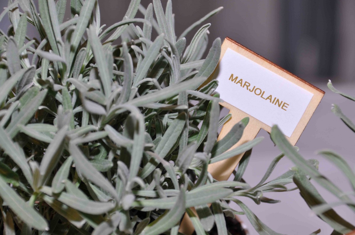 Press day per Darphin per la presentazione di una nuova maschera viso anti-stress - 5