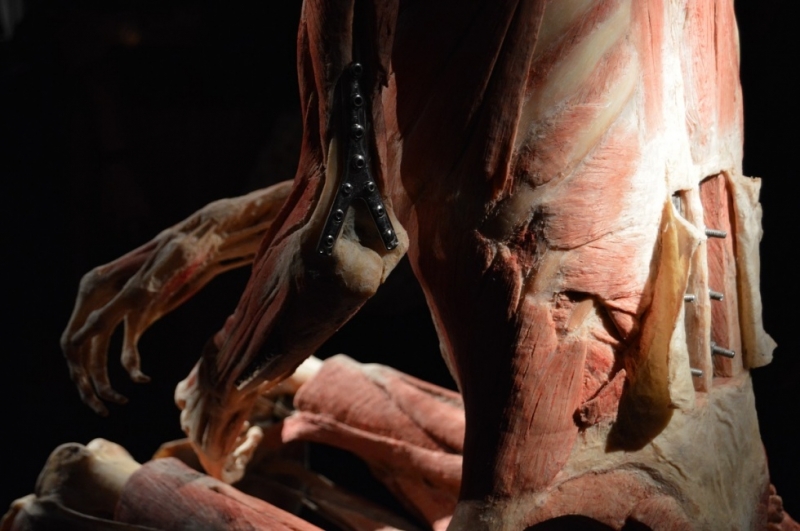 Mostra Real Bodies - 8